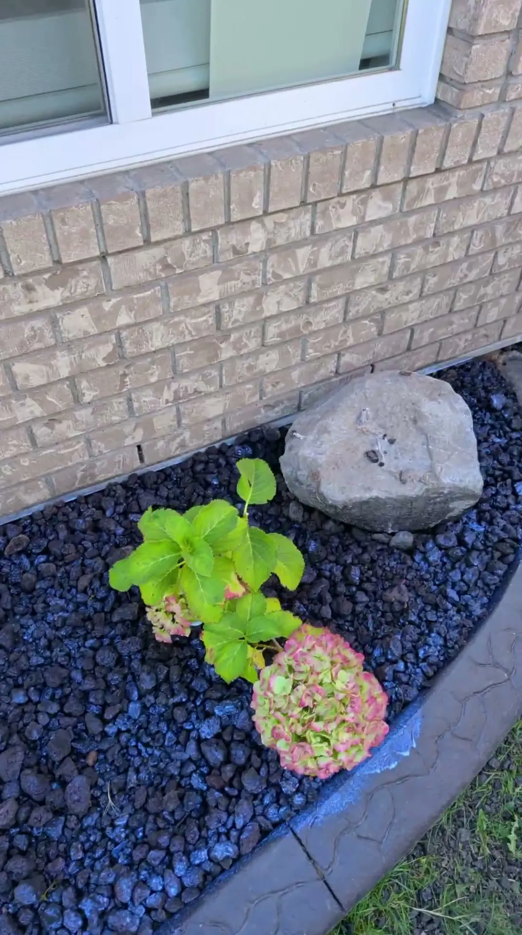 The same bed after refresh — clean dark lava rock, hydrangea and boulder accents, no weeds