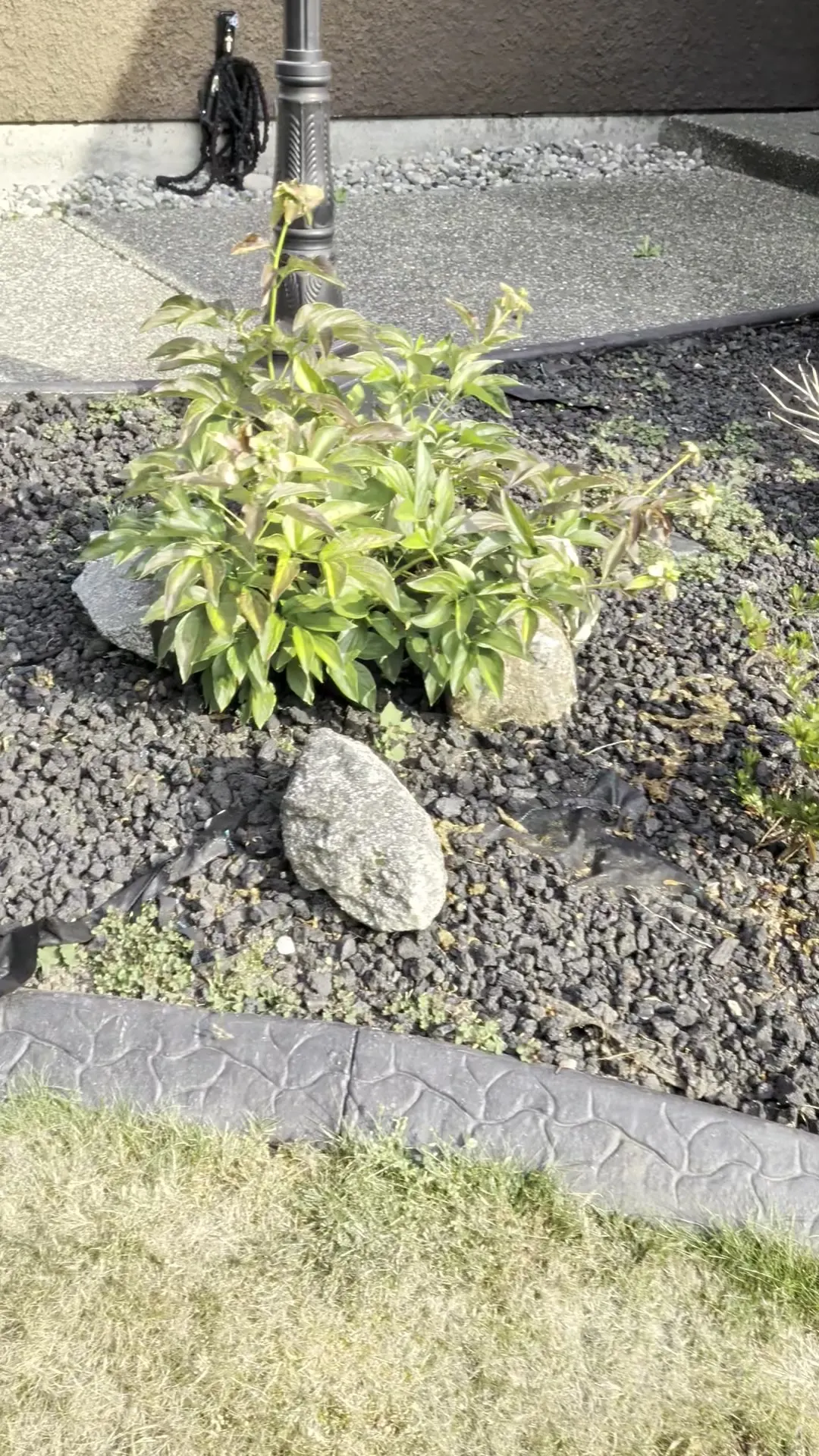 Garden bed around a lamp post with weeds and exposed torn landscape fabric, before refresh