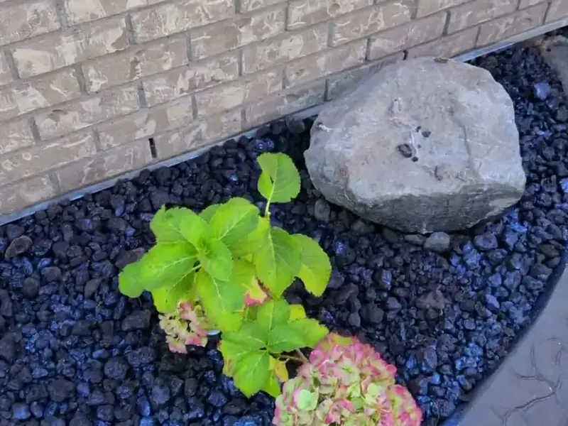 A young hydrangea and shrub set into a freshly finished garden bed