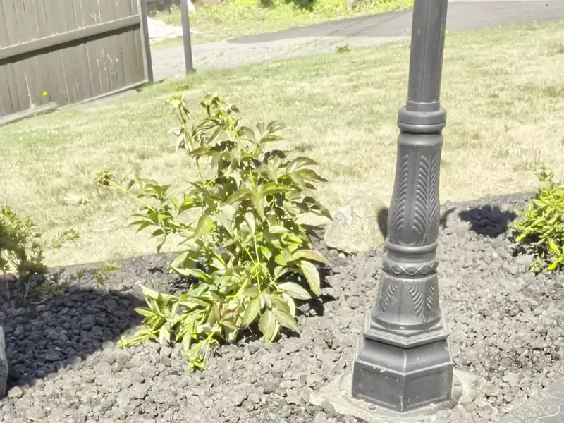 A cleaned garden bed with restored curb line after an Ironwood Grounds grounds care visit