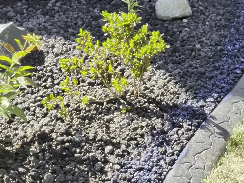 A new shrub set in a freshly installed dark lava rock bed beside a curved concrete curb