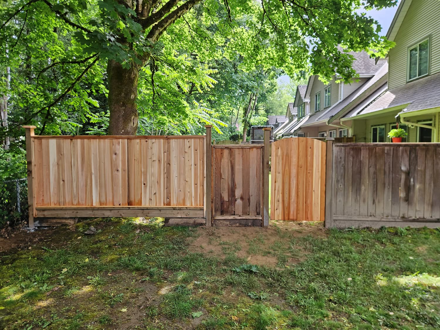 The same backyard after, with a new board-on-board western red cedar fence and matching gate under the maple