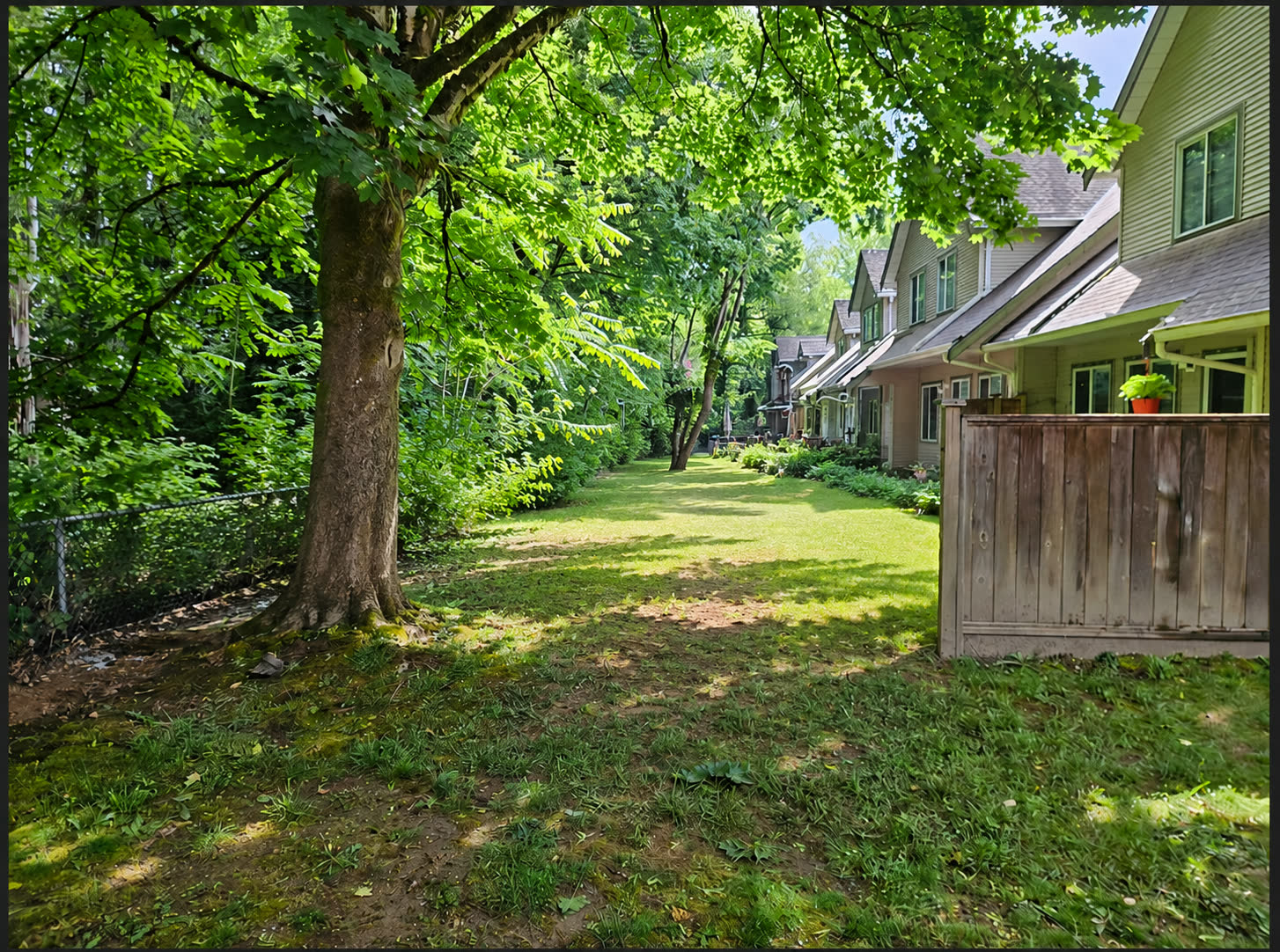 A South Surrey backyard before, with its old weathered grey fence beside the lawn and maple tree