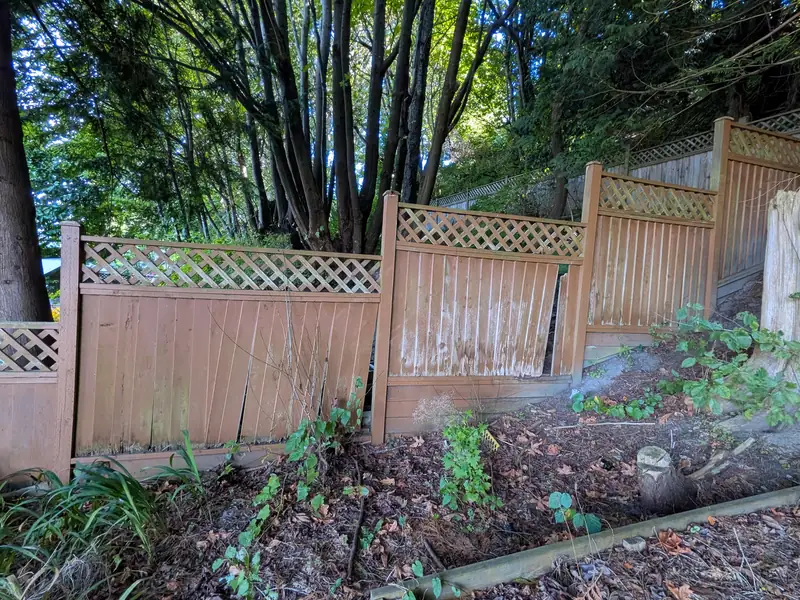 A leaning, split lattice-top cedar fence panel on a sloped, overgrown yard