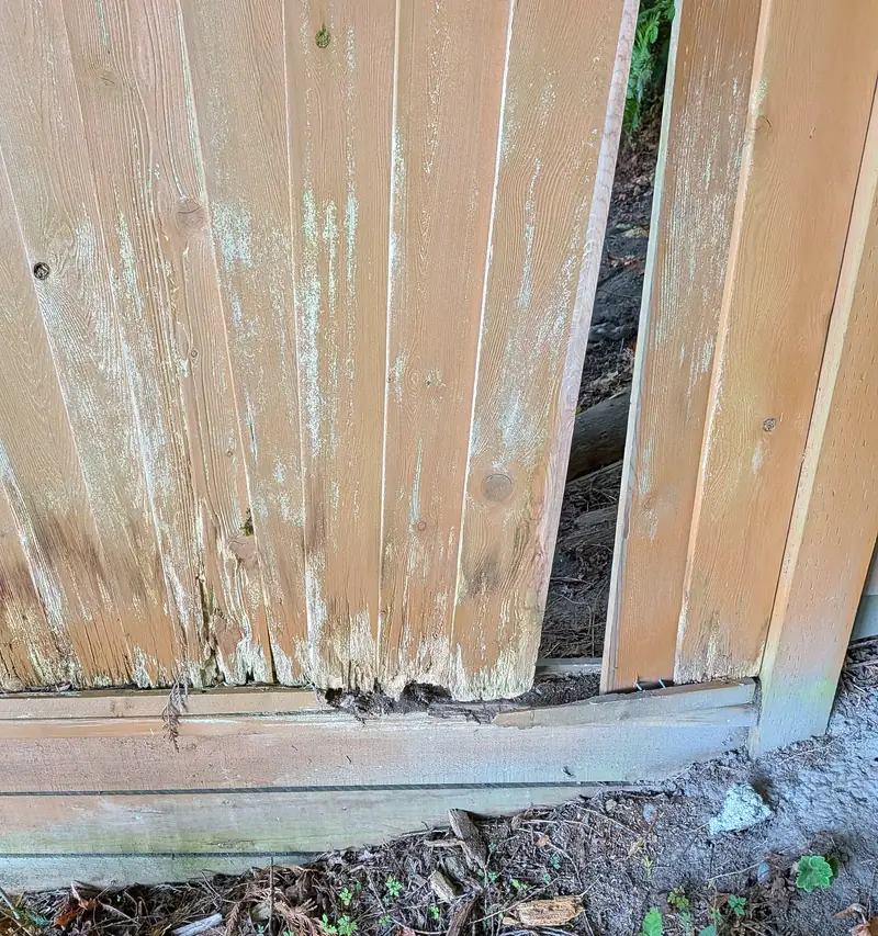 Close-up of old fence boards rotted and split at the bottom where they met the base rail