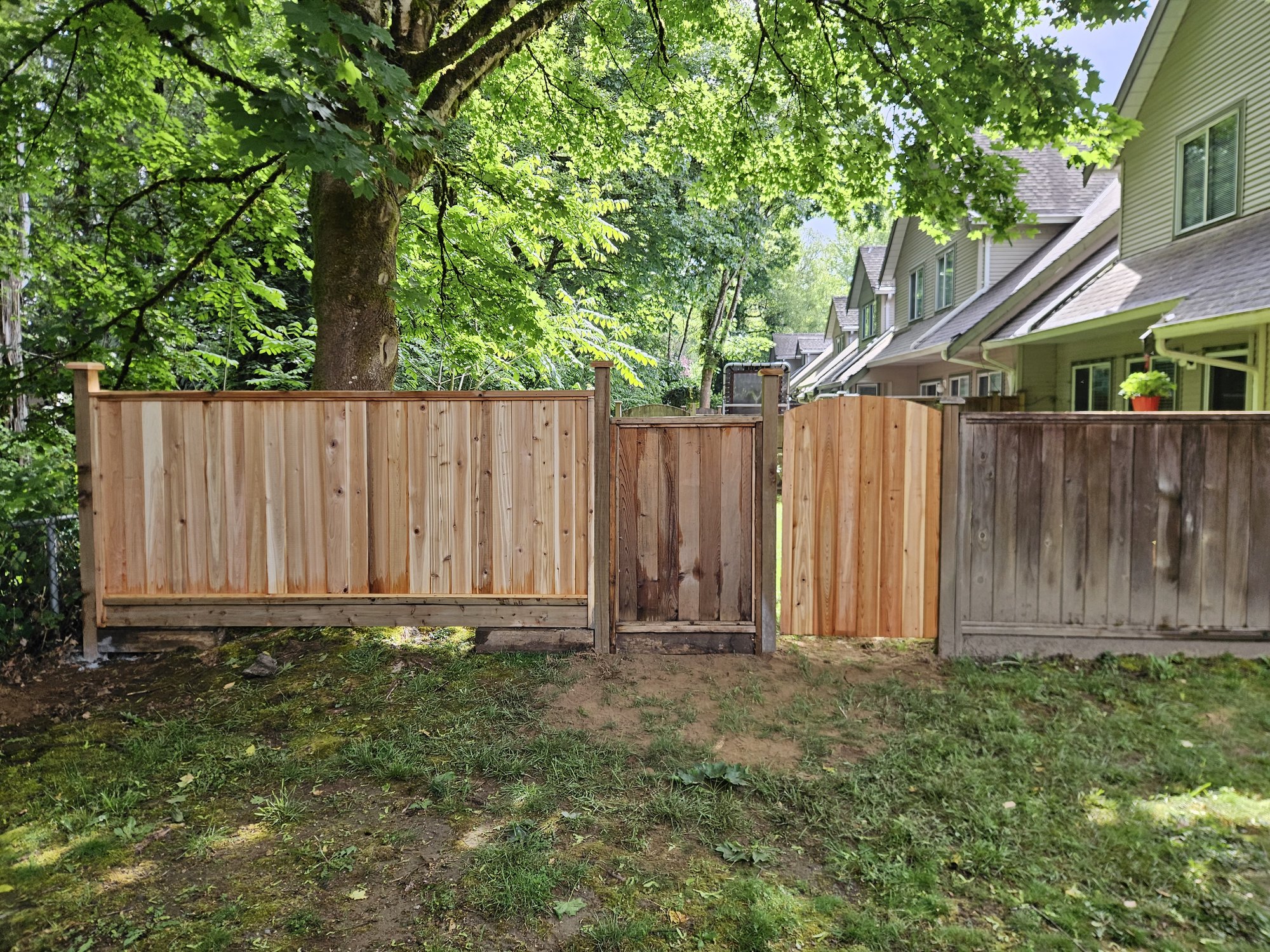 A freshly built board-on-board western red cedar fence with a centre gate beneath a maple, the weathered grey fence it replaced still standing at right