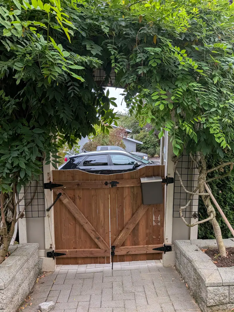 The new gate from inside the yard, cedar boards on a Z-brace frame with black strap hinges and latch